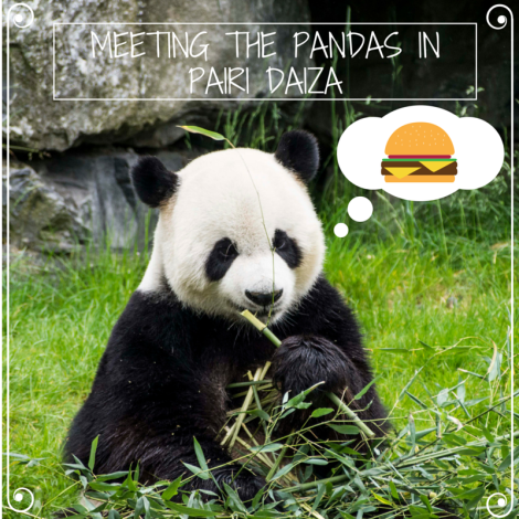 Meeting the pandas in Pairi Daiza